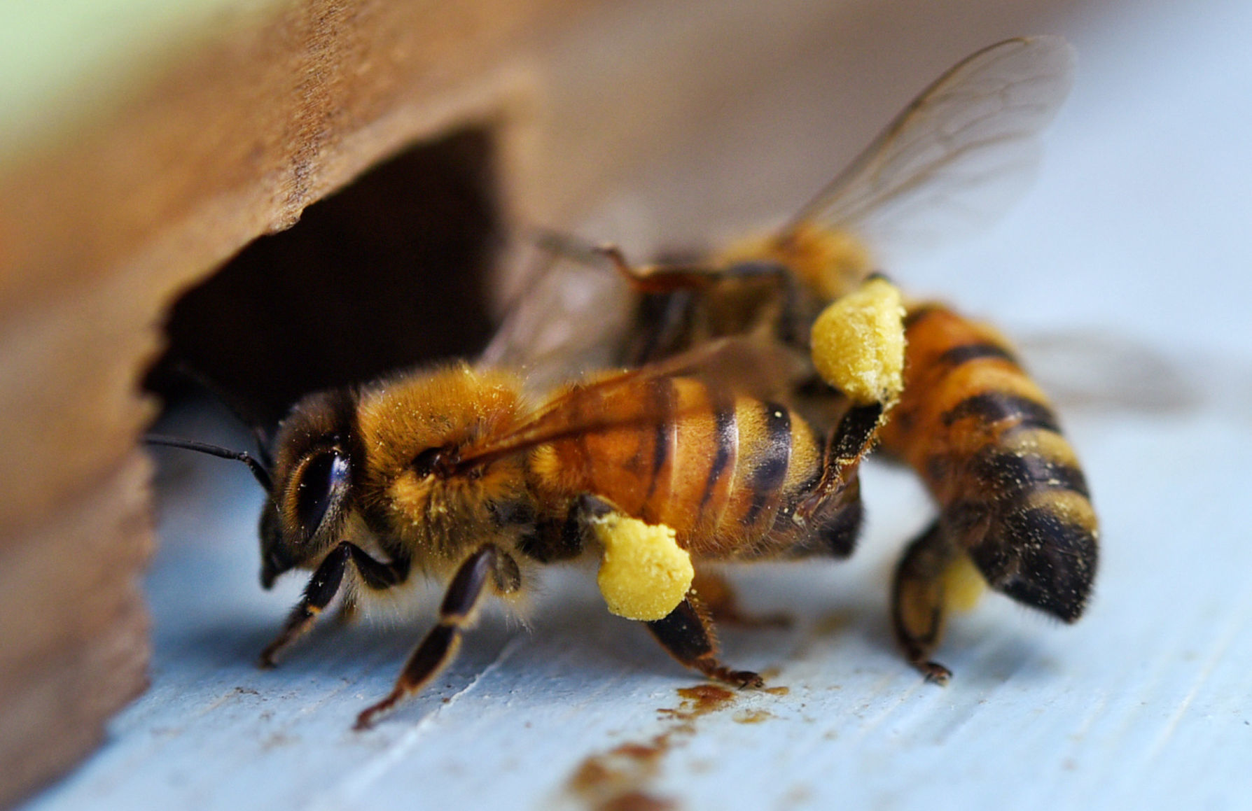 Desirae Balsamo bees